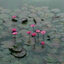 bloominginbangalore