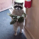 coolcatgroup:  cursedpetpics:   He a festive boy   Not cursed. This is blessed you