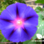 morning2glory