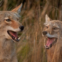 the difference between wolves and coyotes