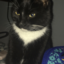 kittykattango