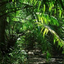jungle-out-there