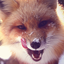 fluffy-world-of-foxes