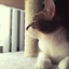 kittybrigade