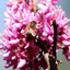 the-keeping-of-bees