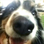 dogblog2k20