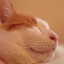 loudkittyunknown