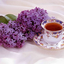 lilac-astranaut-blog