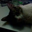 kurtcatss