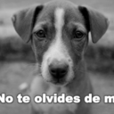 conciencia-animal:  lagrimas-de-aire:  i-can-fly-bitch-yes-i-can:  im-different-im-myself:  anfetaminas-de-colores:  conciencia-animal:  mundoacefalo:  j-ani:  conciencia-animal:  stuck-inmydreams:  conciencia-animal:  ¿Cuántas veces muchos han querido