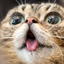 drewthecat1488-blog