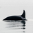 Scottish Orca | UK Killer Whales