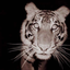 alwaysbeenawarrior-blog