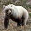 pappasilverbear