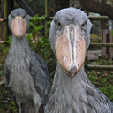 nemoi.tumblr.com