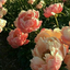 amalia-style1213