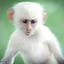 spookylittlemonkey