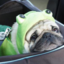 puggybuggy