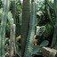 cactusass