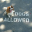 adepositoryofdogs