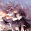 aliceblackbird20