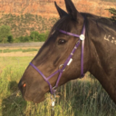 whywishesarehorses:2 year old Appaloosa mustang