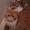 Chester SmooshyFace: Exotic shorthair cats Chester & Garfield