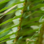 thedailyfern