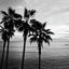 tropicvisionz