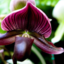purple-lady-slippers