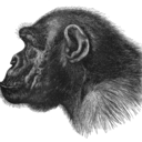 primatelineage-blog avatar