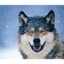 weswolf73