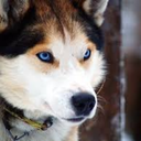 dog-husky avatar