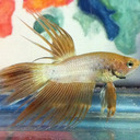 mybettafish