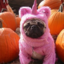 pinkfunnydog