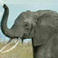 spiritelephantfromerdas