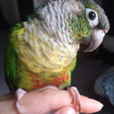 becausebirds:  parrot-dise:  Skittles and Chase having a moment.  Best video you’ll
