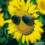 girasol-amarillo