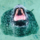 screaming-seal avatar