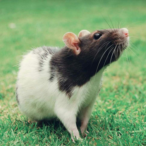 ratsuggest:  parrotsuggest:  ratsuggest:  THROW food Outside