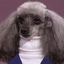 poodleneck