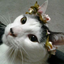 dorookat