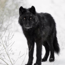 Wake Not A Sleeping Wolf