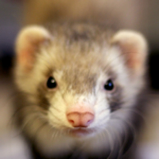 Porn photo dooktrain:  Jack the ferret wants to get