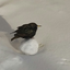 owlaboutbirds