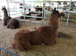 Alpaca  (at Contra Costa County Fair)