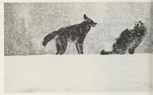 nemfrog:  Timber wolves. How to grade furs. 1975.