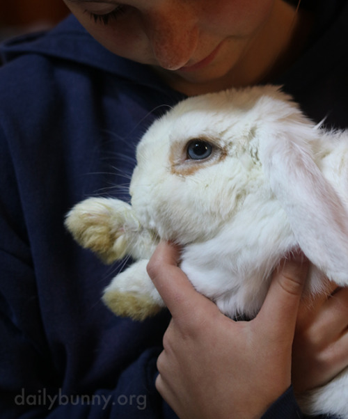 cute bunnies