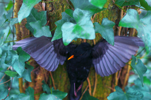 artofmaquenda:    “In order to see birds it is necessary to become a part of the silence.” ― Robert Lynd    