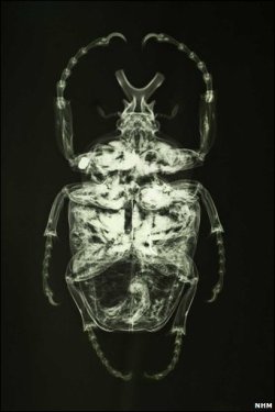 atelierentomologica:  Goliath beetle, Natural